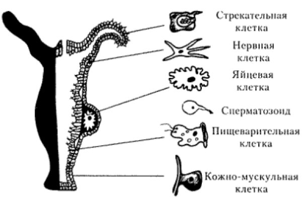 Kraken актуальное