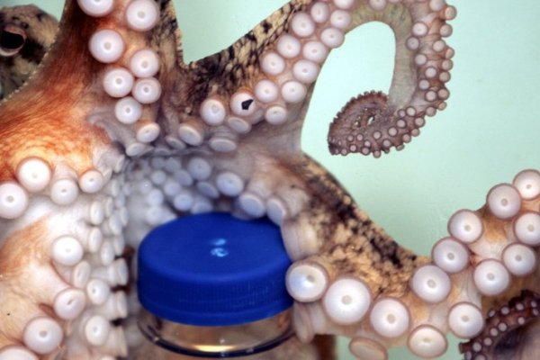 Kraken сайт kraken torion